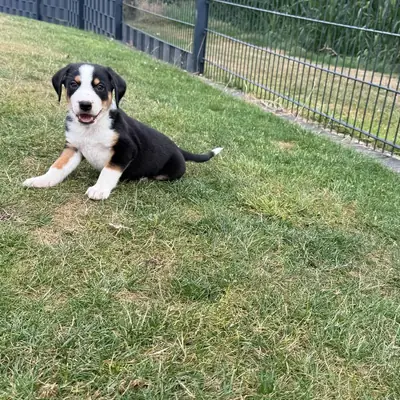 Dieters Hundezucht – Appenzeller Sennenhund Züchter, Nordrhein-Westfalen
