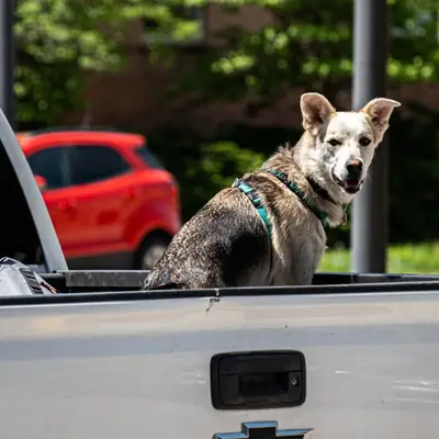 Rabies Vaccine for Dogs: Rules, Cost & Interval