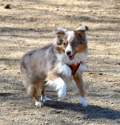 Miniature American Shepherd Charakter & Wesen: Passt die Rasse zu dir?