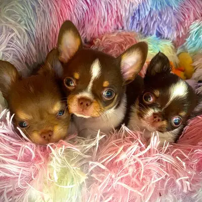 Chihuahua von den Sweetheartchis, Brandenburg