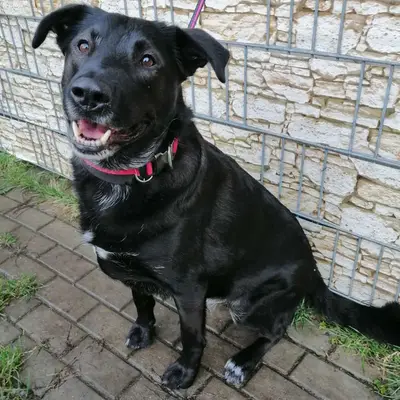 Labrador Retriever sundhed: Typiske sygdomme & forebyggelse