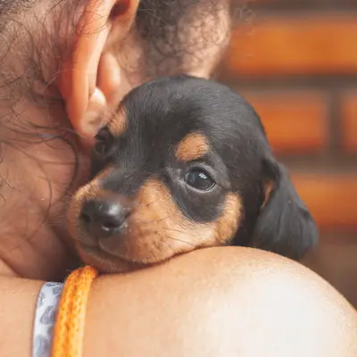 Suis-je prêt pour un chien ?