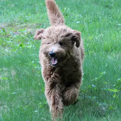 Griselda Doodle – Goldendoodle Züchter, Niedersachsen