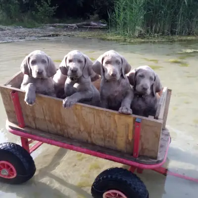 Weimaraner von den Semonen – Weimaraner Züchter, Brandenburg