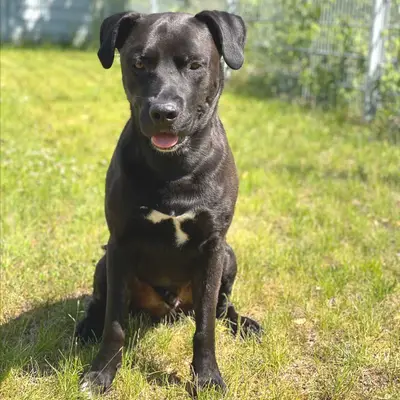Labrador Retriever karakter & væsen: Passer den til dig?