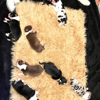 Australian Shepherd Züchter finden: So erkennst du seriöse Züchter [2026]