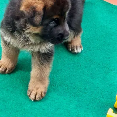 Arthur