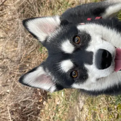 Alaskan Klee Kai at Aurora, Baden-Württemberg
