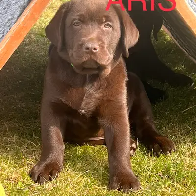 Aris