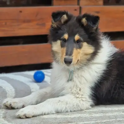 Collies from Brokeback Mountain , Mecklenburg-Vorpommern