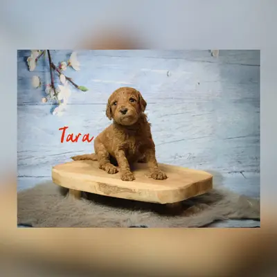 Tara
