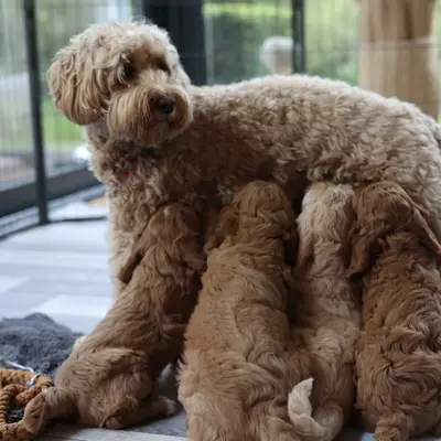 Australian Labradoodle karakter & væsen: Passer den til dig?
