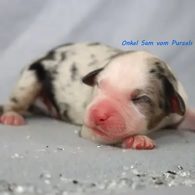 Onkel Sam