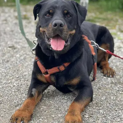 Barınaktan Rottweiler Sahiplenme: Deneyimler & İpuçları
