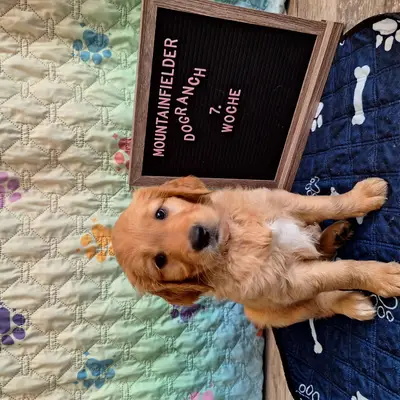 Abigail von der Mountainfielder Dog-Ranch