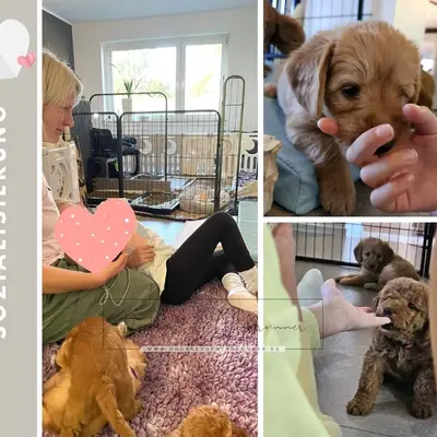 Australian Labradoodle Züchter finden: So erkennst du seriöse Züchter [2026]