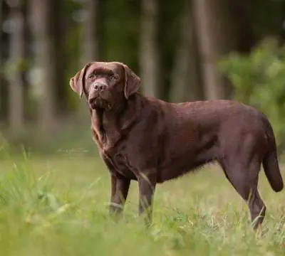 Hope Benji (Benji) vom Hisselsberg