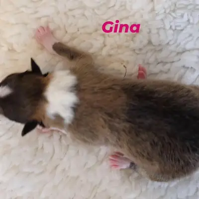 Gina von der Brettachwiese