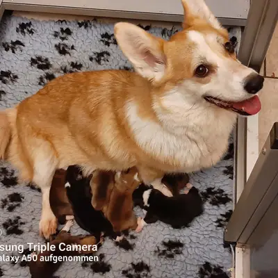 Kennel Von Pfotenstolz – Welsh Corgi Pembroke Züchter, Schleswig-Holstein
