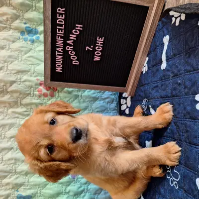 Anouk von der Mountainfielder Dog-Ranch