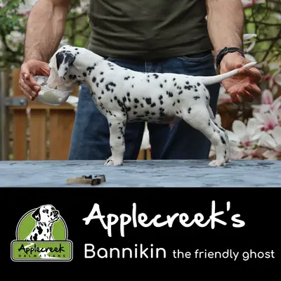 Applecreek’s Bannikin the friendly ghost
