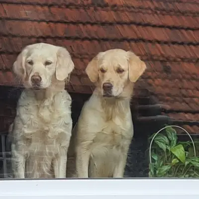 Éleveur de Goldendoodle : trouver un élevage sérieux [2026]