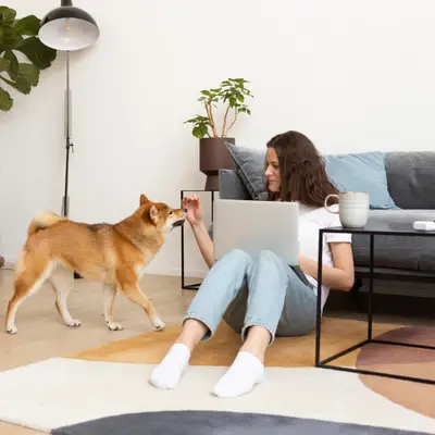 Holde hunde i lejeboliger: Et juridisk overblik