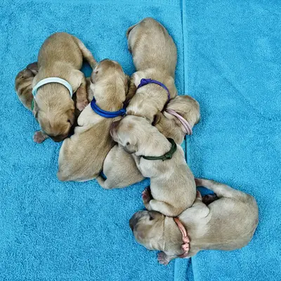 Dream of Ambers Duke