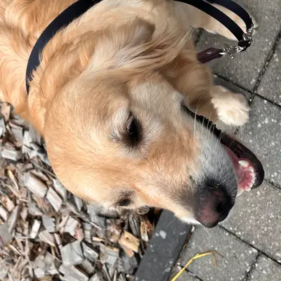 Retriever of Magic Forest – Golden Retriever Züchter, Baden-Württemberg