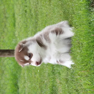 Bright Little Bear Beggin For Trouble 