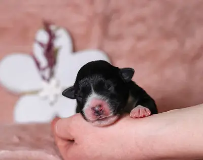 Black Tri Rüde