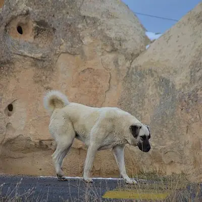 Kangal Charakter & Wesen: Passt die Rasse zu dir?