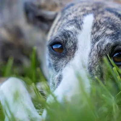 Flea and Tick Prevention for Dogs: Collars, Chews & Spot-Ons
