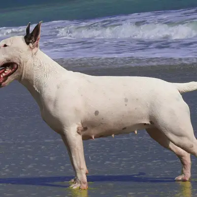 Bull Terrier Charakter & Wesen: Passt die Rasse zu dir?