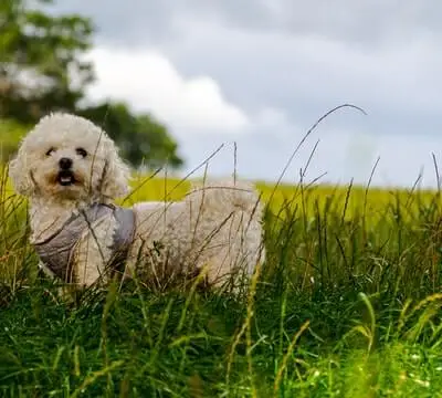 Bichon Frisé Puppies for Sale: Costs, Breeders & Tips