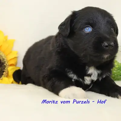 Moritz