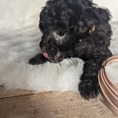 Josie