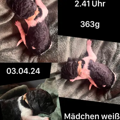 Weiß