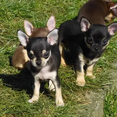 Chihuahuas vom Felsengarten cover