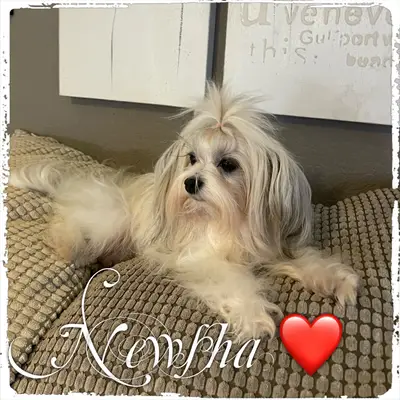 Adopter un Maltipoo en refuge : conseils et expériences