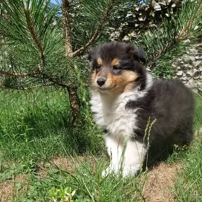 Dora