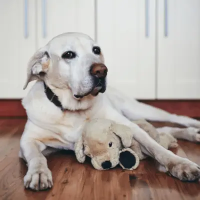 Hoe oud worden honden en wat betekent dat in mensenjaren?
