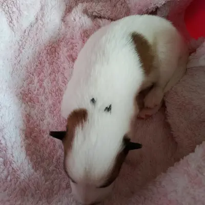 Cedric
