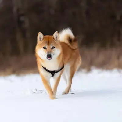 Shiba Inu kaufen: Kosten, Züchter & Tipps [2026]