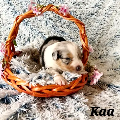 Kaa