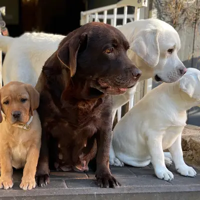 Golden Retriever und Labrador Retriever Zucht seit 1996. cover