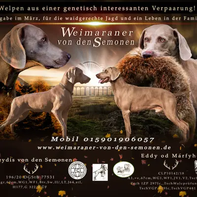 Weimaraner von den Semonen – Weimaraner Züchter, Brandenburg