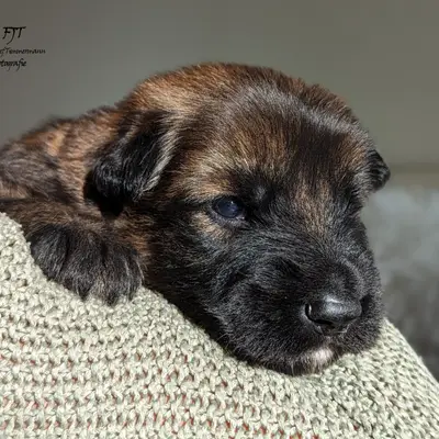 Fritz