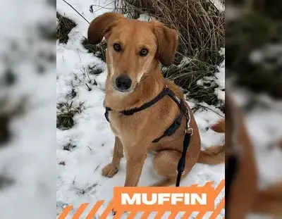 Muffin