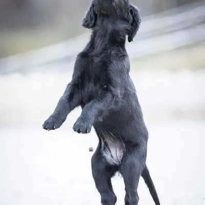 Flat Coated Retriever von Equinox cover